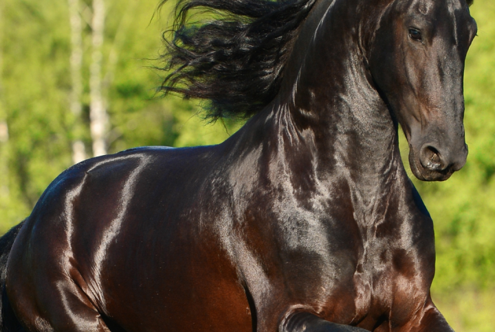 Spring grass for horses | six transitioning tips to fresh pasture