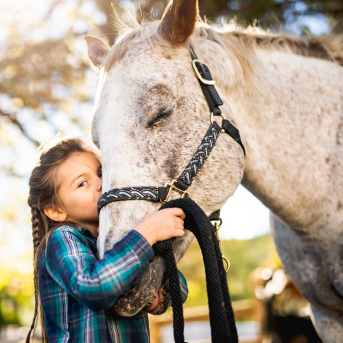 Gut health for horses – 3 herbs for natural relief