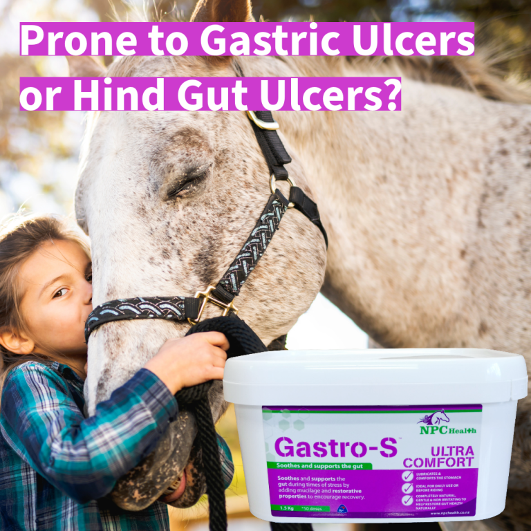 Natural Ulcer aid for horses.