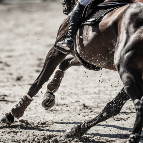 Best Joint Supplements for Horses NZ