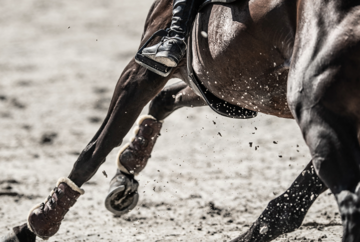 Best Joint Supplements for Horses NZ