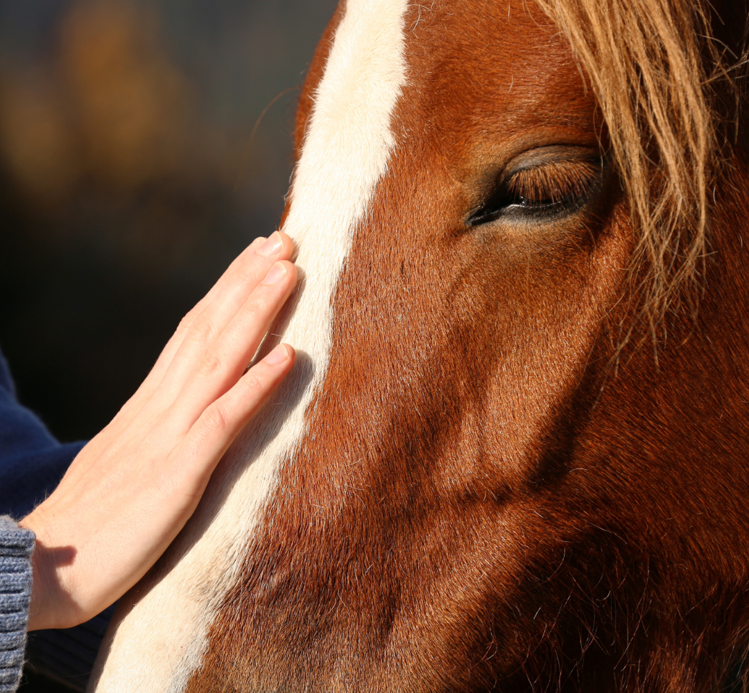 What does magnesium do for horses?