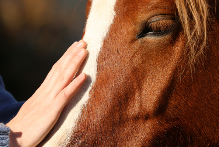 What Does Magnesium Do For Horses?