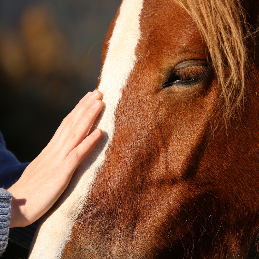 Horse Supplements NZ