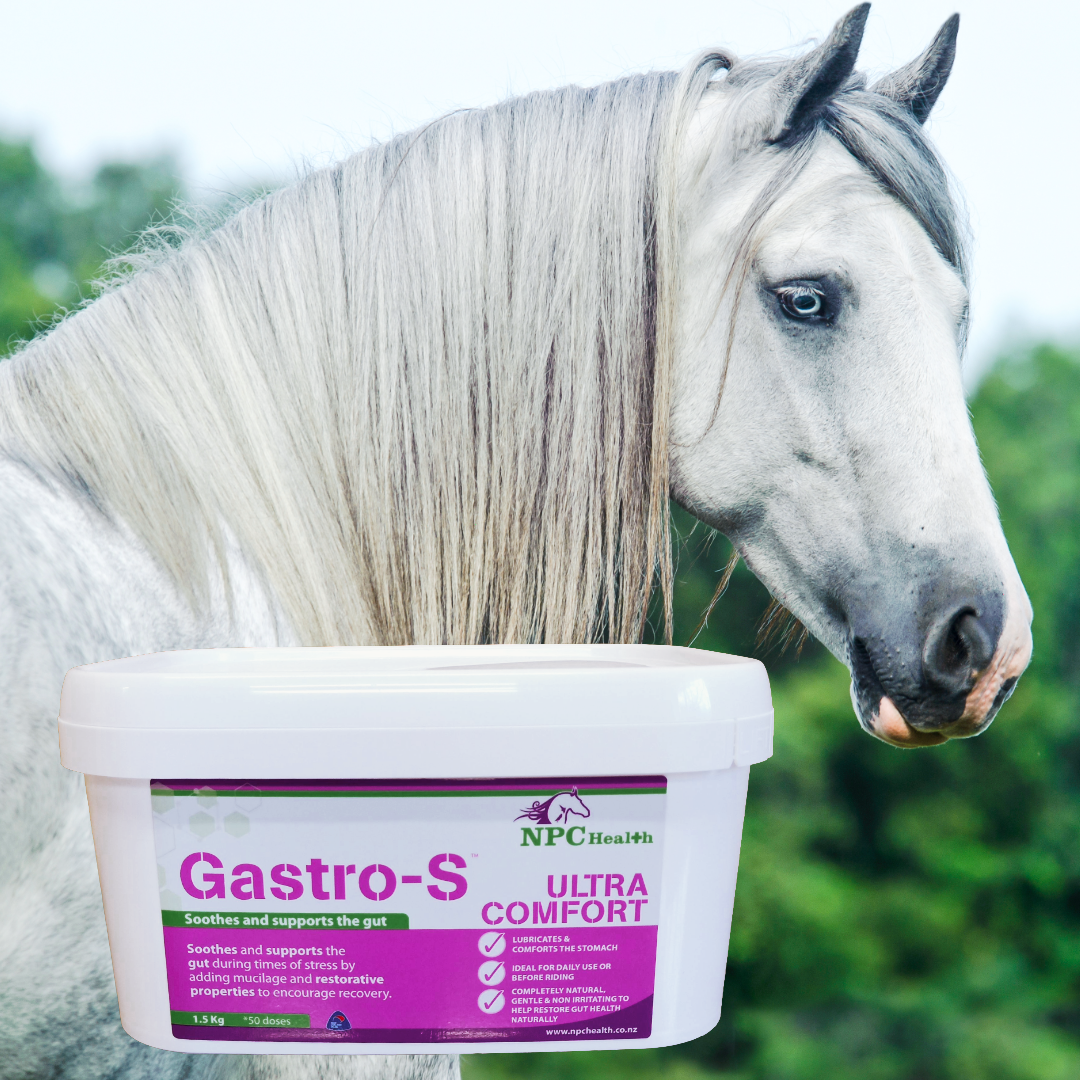 horse-gut-health-digestive-supplements