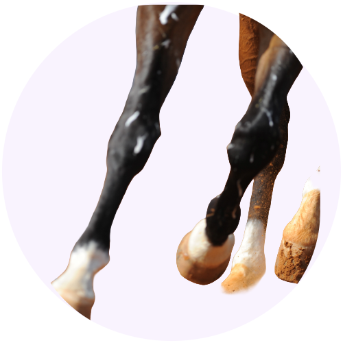 joint-supplement-for-horses