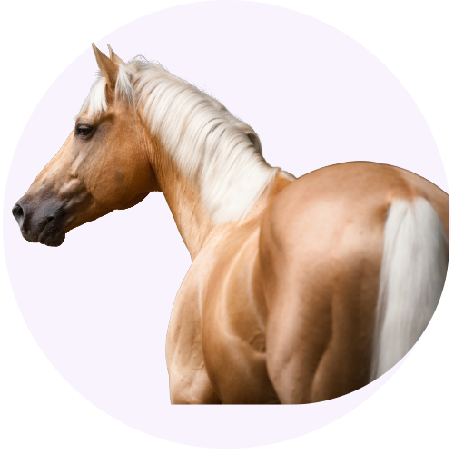 best-vitamins-and-minerals-for-horses