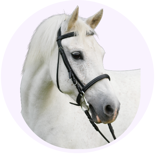 horse-gut-health-digestive-supplements