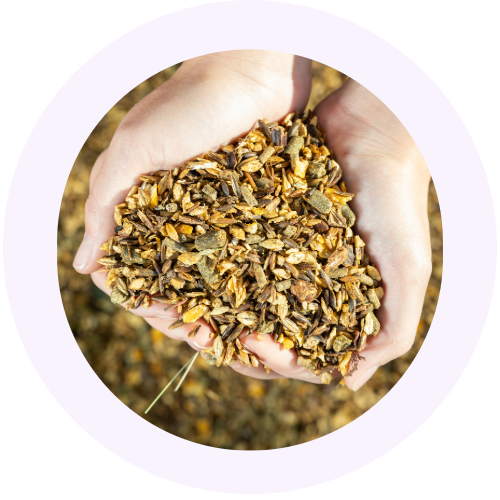 herbal-remedies-for-horses