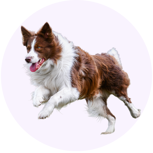 Joint supplements for dogs to maintain healthy joints.