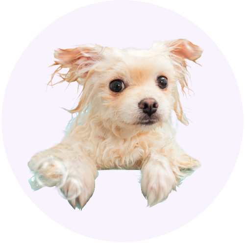 Dog shampoo for soft, clean coats that smell fresh and tangle free.