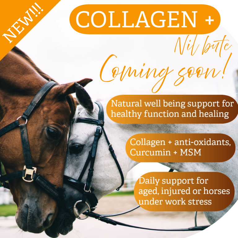 Collagen plus for horses for healthy joints, tendons, ligaments and optimum well-being.