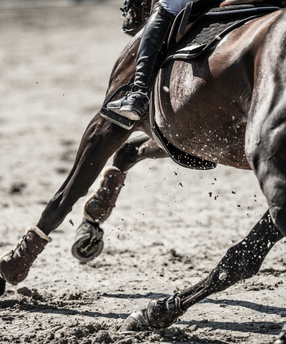 horse-muscle-soreness