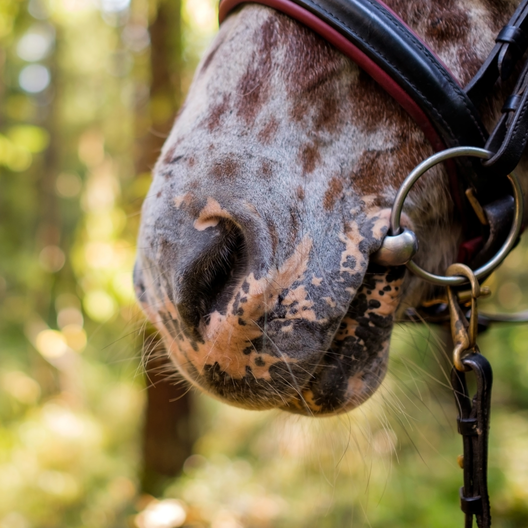 equine-respiratory-supplements