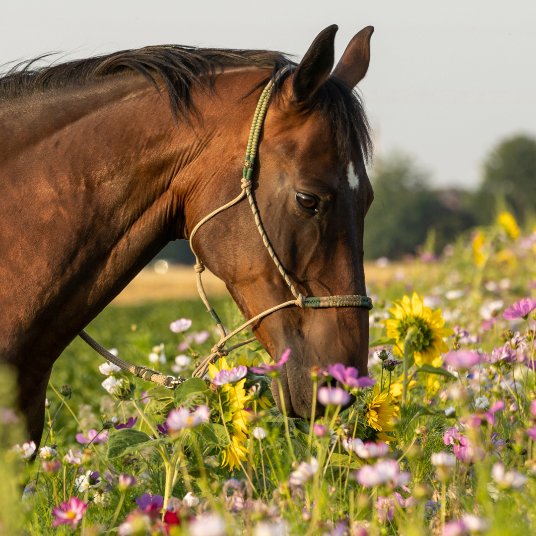 herbal-remedies-for-horses