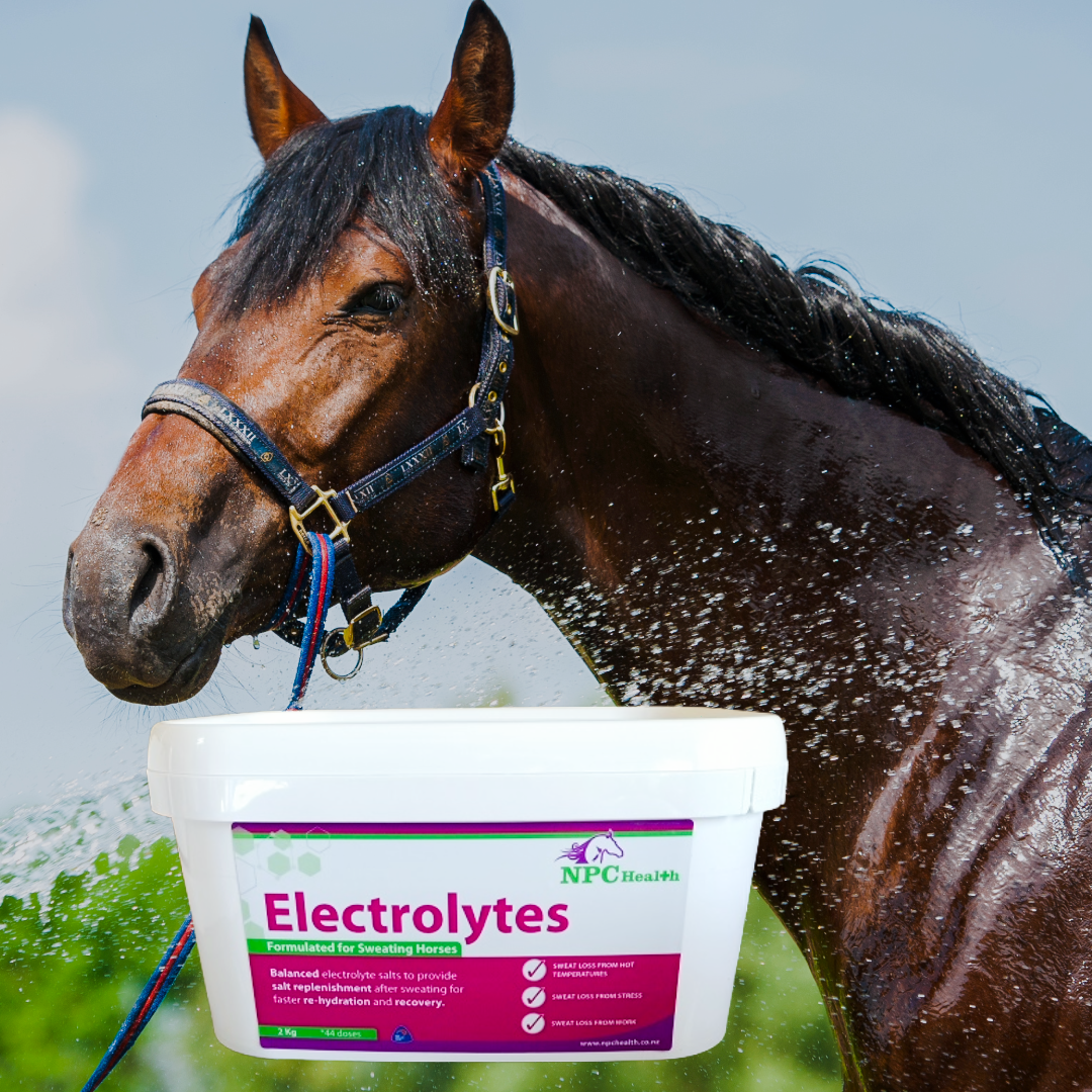 equine-electrolytes