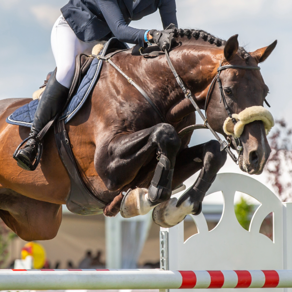 joint-supplement-for-horses