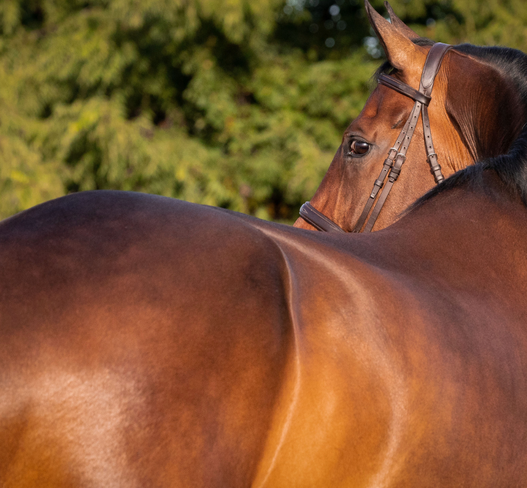 What are the best vitamin and mineral supplements for horses NZ?