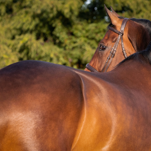 What Are the Best Vitamin and Mineral Supplements for Horses?