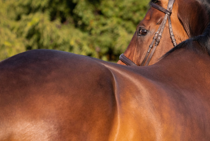 What Are the Best Vitamin and Mineral Supplements for Horses?