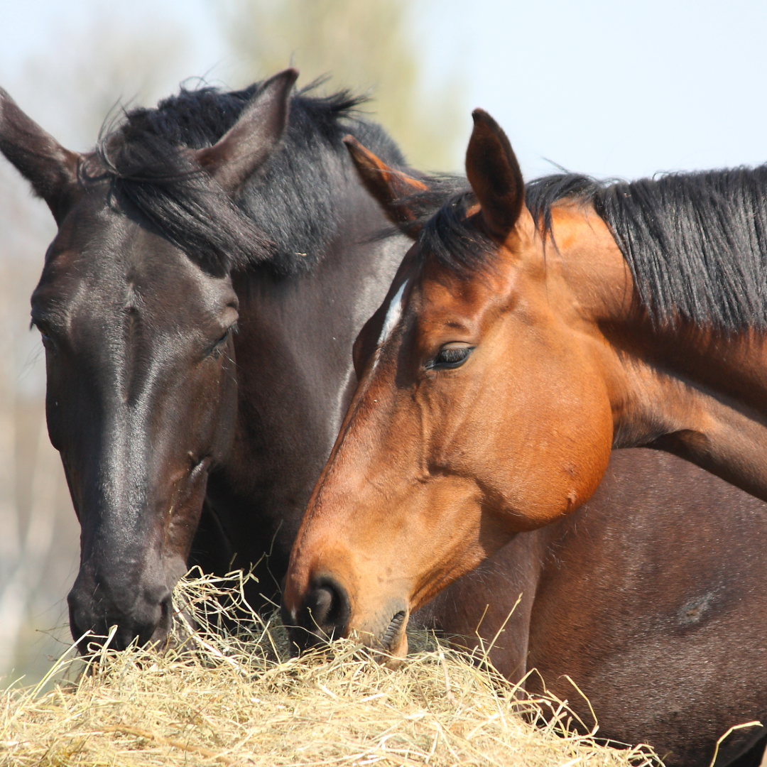 Horse Management Is Key For Grazing Horses In New Zealand.