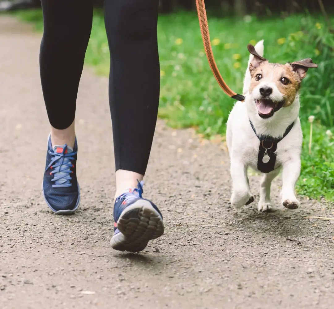 Importance of MSM for dogs to maintain mobility.