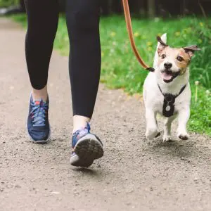 Where To Buy Msm Joint Supplements For Dogs