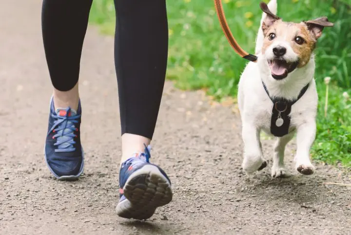 Where to Buy MSM Joint Supplements for Dogs