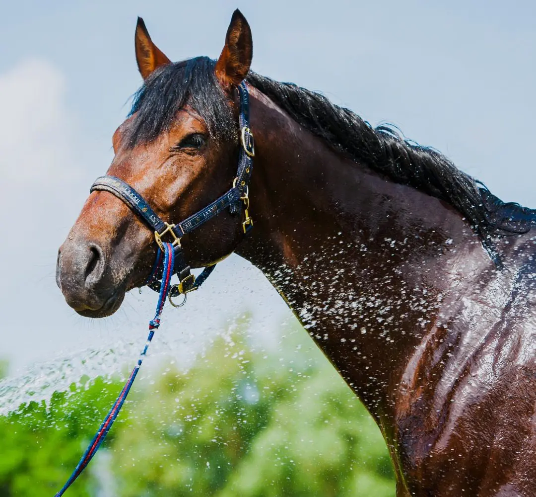 Importance of electrolytes for horses.
