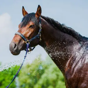 When Should You Give A Horse Electrolytes?