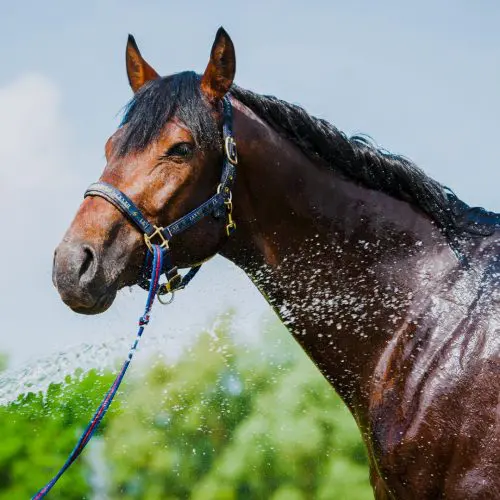 When should you give a horse electrolytes?