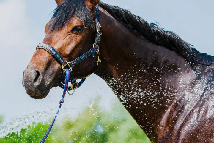 When should you give a horse electrolytes?
