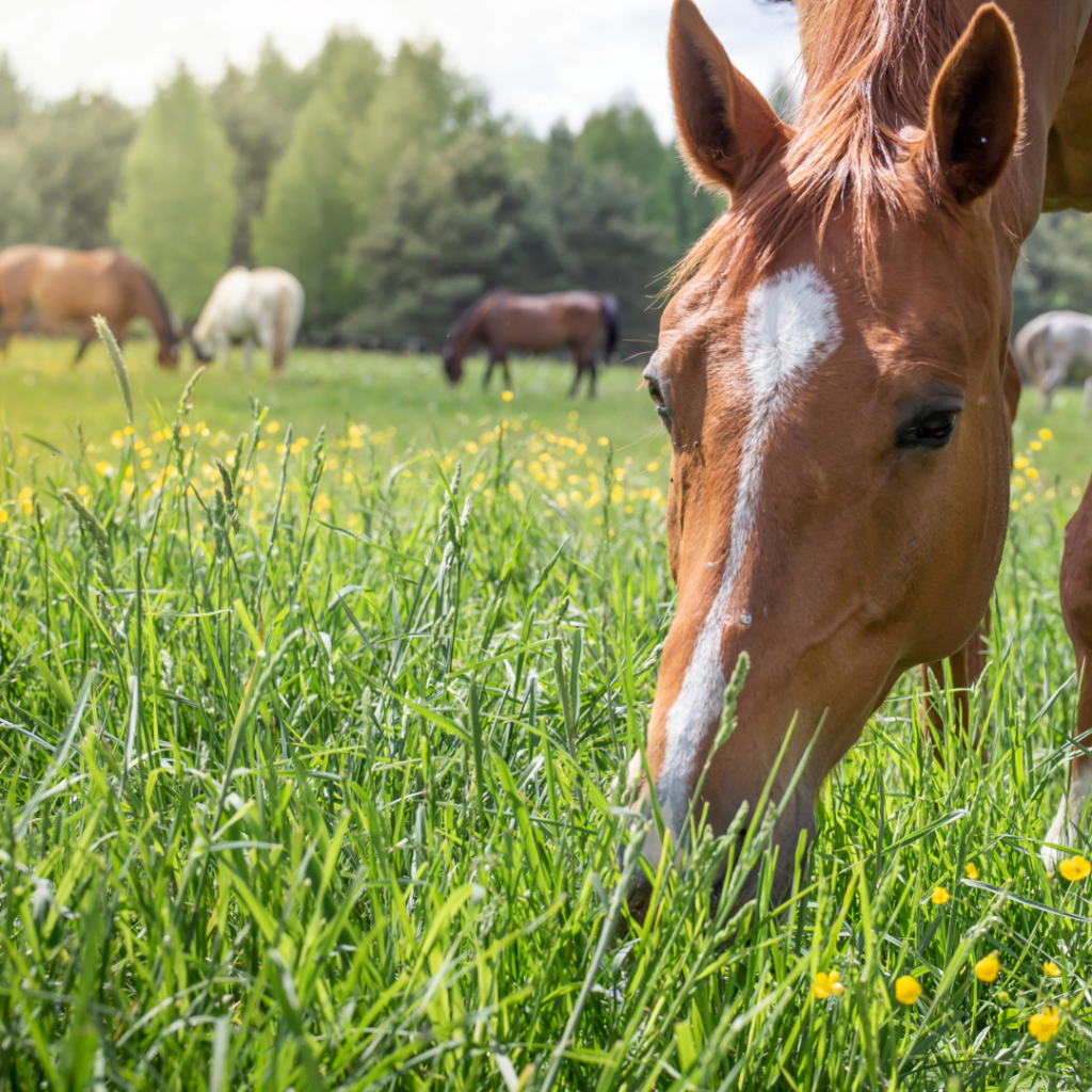 Managing Horses On Grass To Avoid Digestive Issues, Gut Pain And Health Issues With Green, Growing Grass.