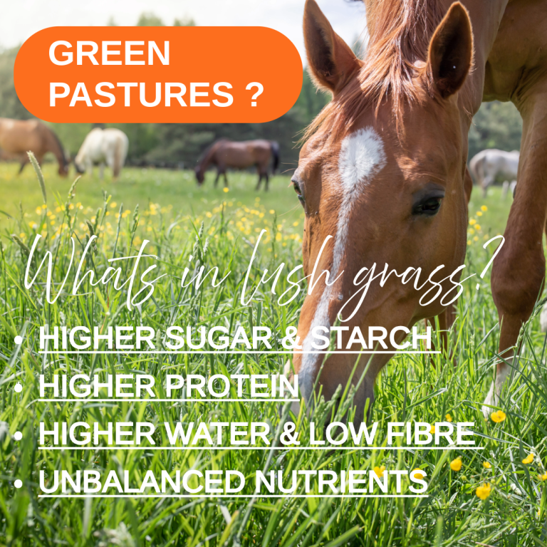 What Does Your New Zealand Horse Pasture Contain?
