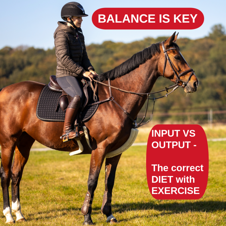 Balance Is Key To Reducing Fizzy Horses On Grass In New Zealand.