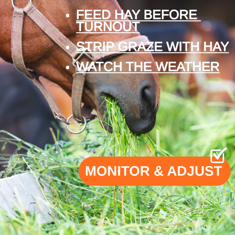 How To Manage Turnout Time For Horses Prone To Laminitis Or Good Doers On Grass.