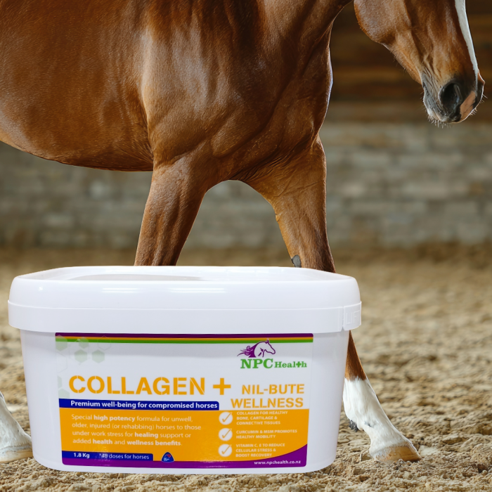 Collagen Plus | Collagen For Horses | Support For Compromised Horses 1 Collagen Plus | Collagen For Horses | Support For Compromised Horses