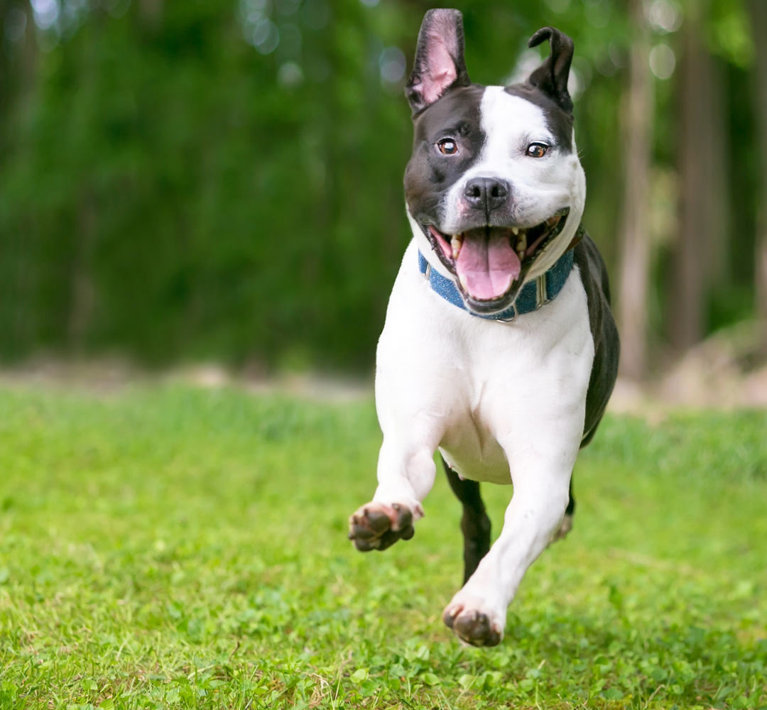 Joint Supplement For Dogs