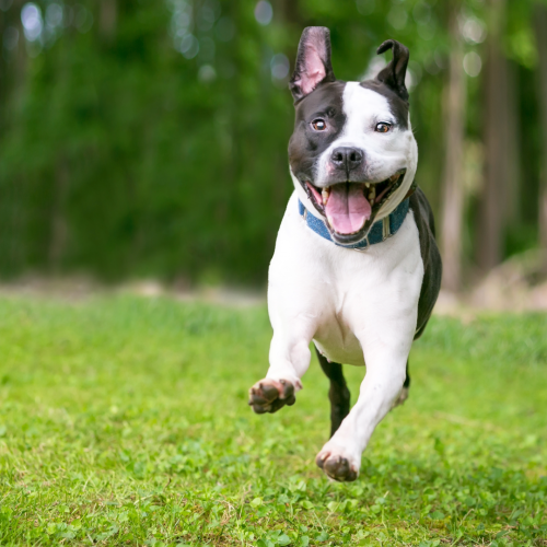 What Is The Most Effective Joint Supplement For Dogs?