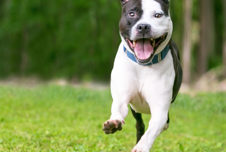 Joint Supplement For Dogs