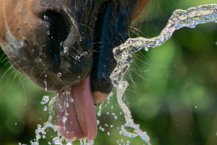 Horse Salt Supplement