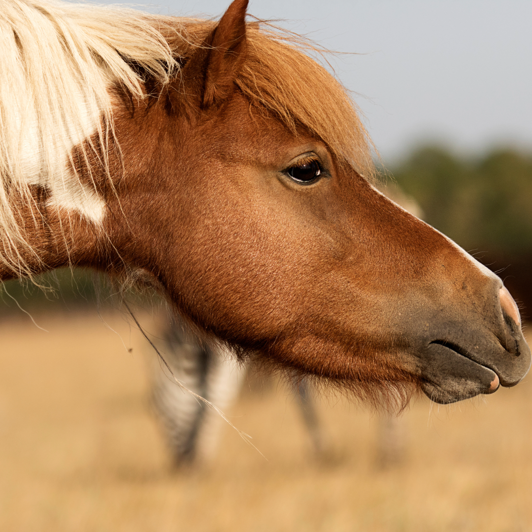 Laminitis In Horses And Ponies Can Be From Metabolic, Toxicity Or Mechanical Problems. The Best Strategy Is Preventative Care To Avoid Pain And Inflammation With Long Recovery Times.