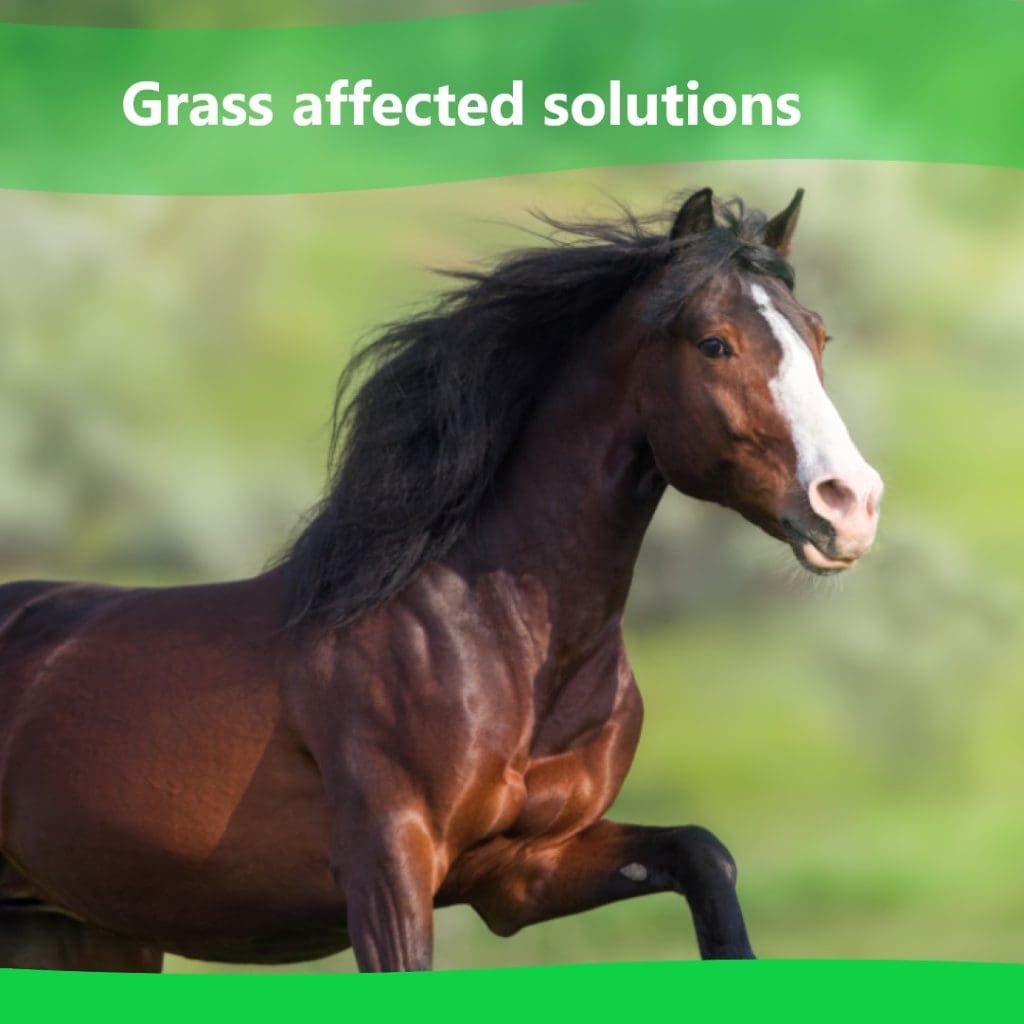 Magnesium supplements for horses Grass affected horse NZ