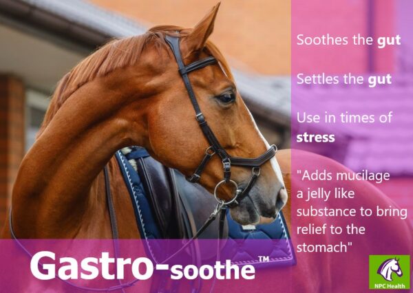 AdobeStock_446433140 (purchased image chestnut horse)Gastro Soothe