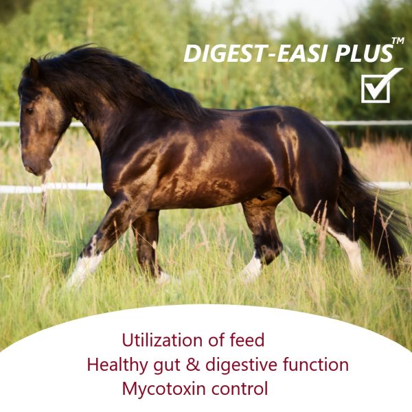 Support grass affected horses with Digest-easi PLUS to lessen the effect of mycotoxins and improve gut health and behaviour.