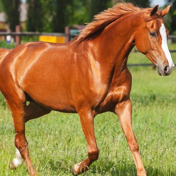 Chestnut Horse in pasture (adobe)2308