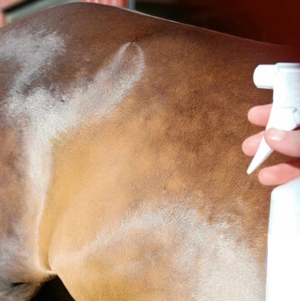 Best natural repellent for horses that works Repel flies