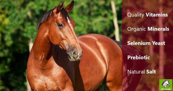 Red bay horse (adobe purchased photo)edit size1