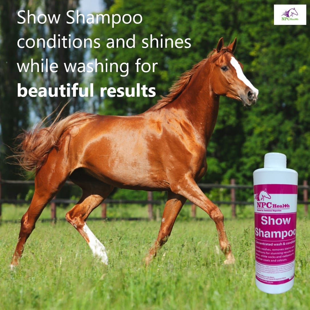 Shampoo show 2025