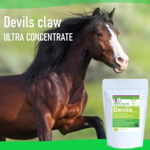 Devils claw for horses. A natural solution for joint health.